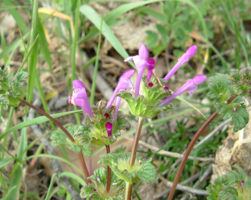 Lamium amplexicaule / Falsa-Ortica reniforme